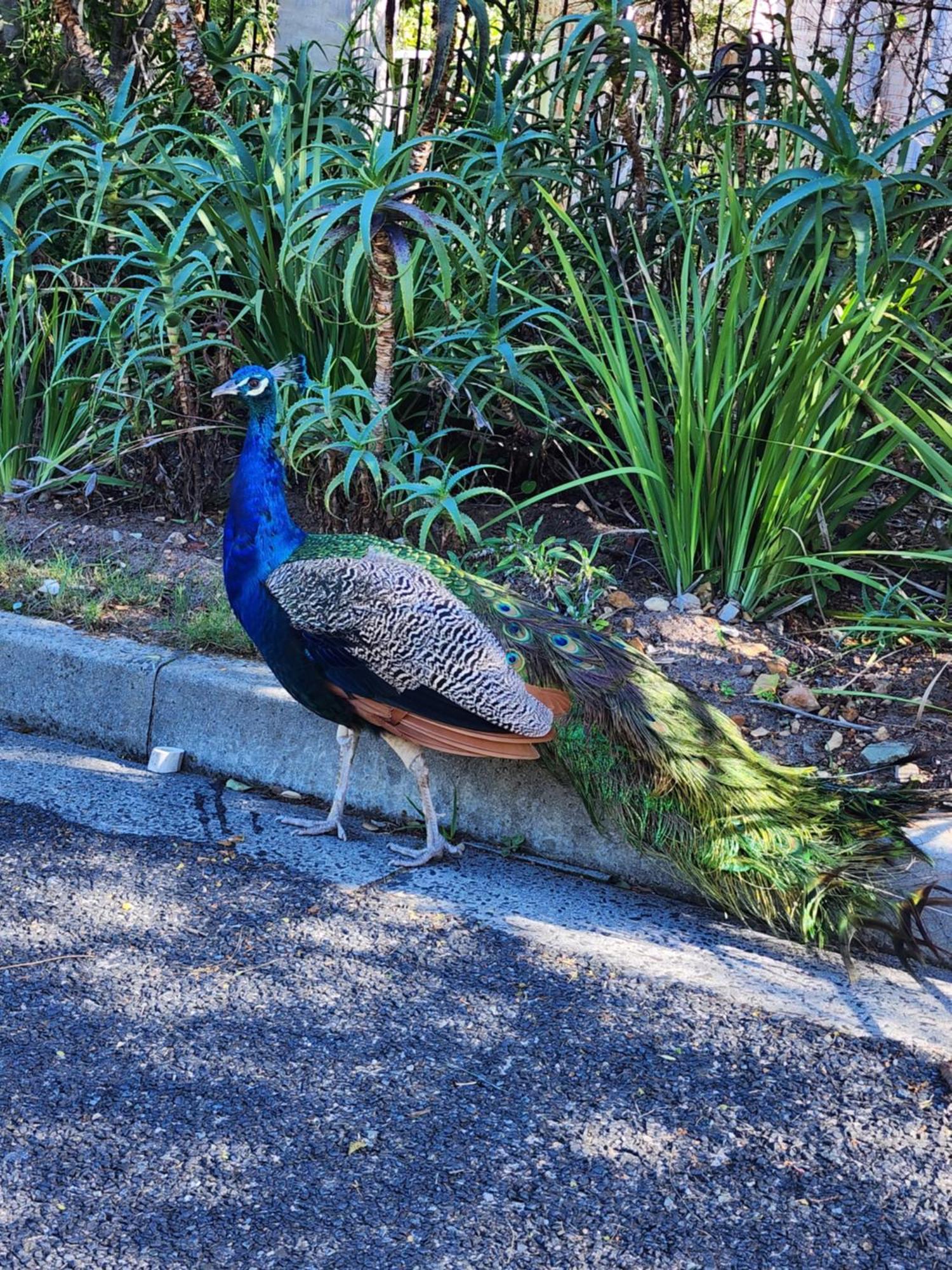 Boulders Blue Bed And Breakfast Simon's Town Luaran gambar