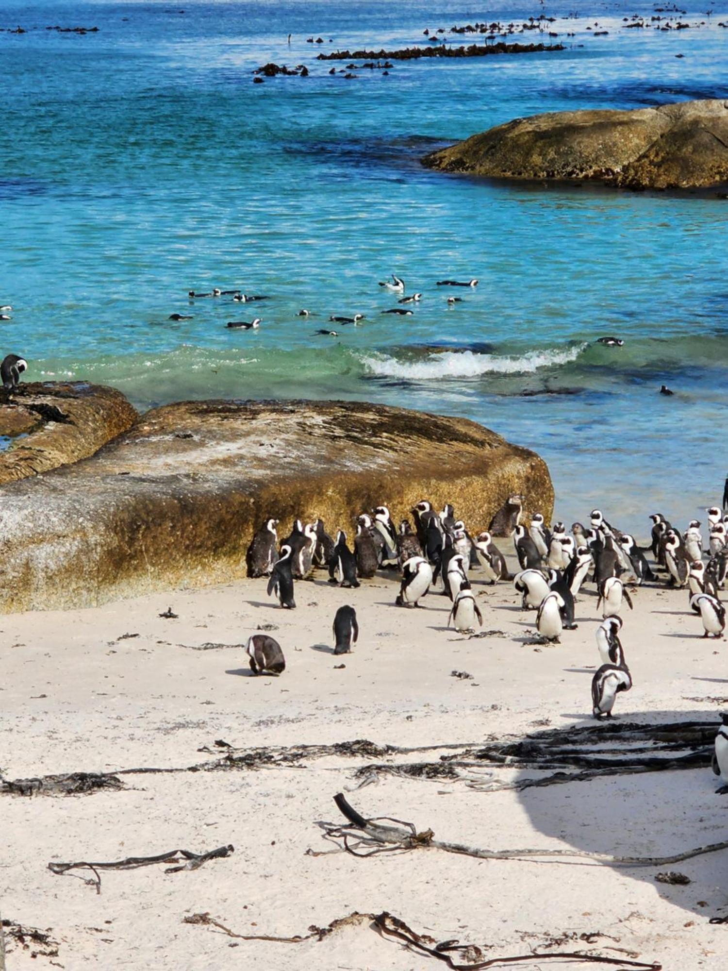 Boulders Blue Bed And Breakfast Simon's Town Luaran gambar
