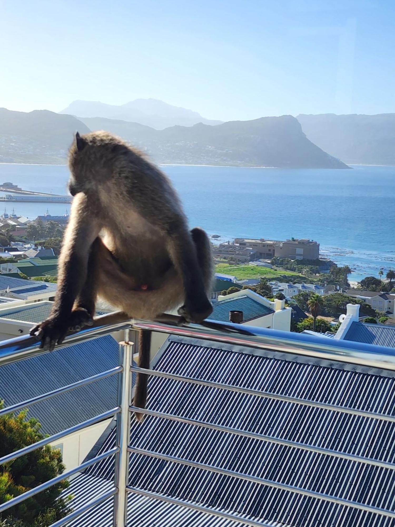 Boulders Blue Bed And Breakfast Simon's Town Luaran gambar
