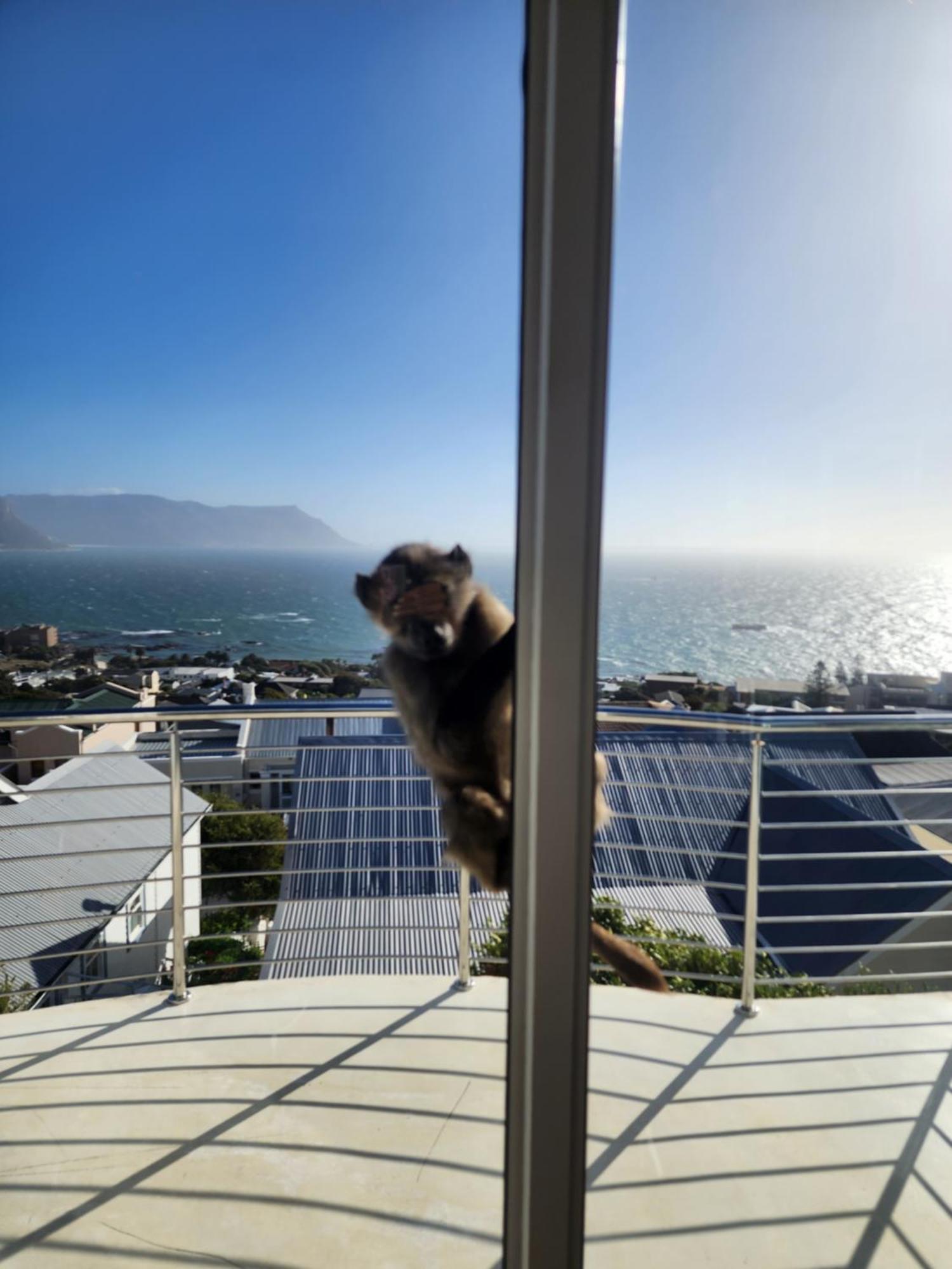 Boulders Blue Bed And Breakfast Simon's Town Luaran gambar